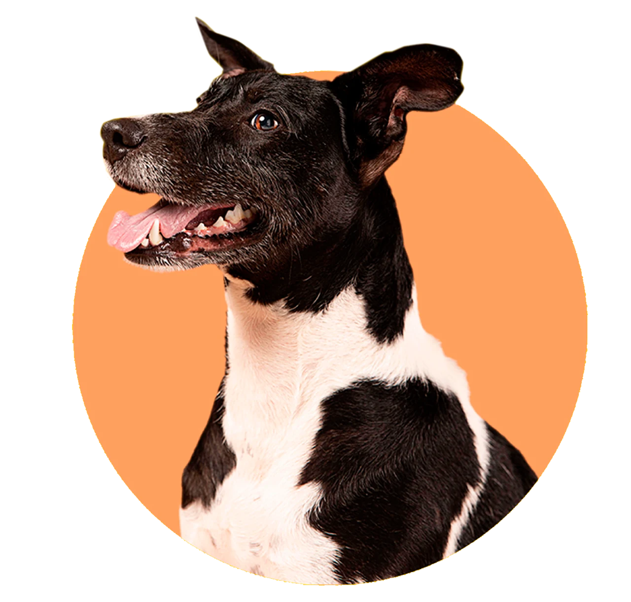 Cachorro preto e branco ilustrando o cuidado da Clínica de Bicho